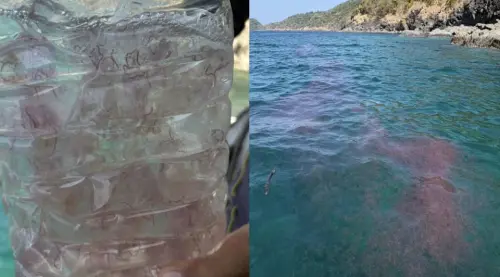 泰國普吉島海域爆大量毒水母　密度驚人每平方米百隻、遊客須警戒