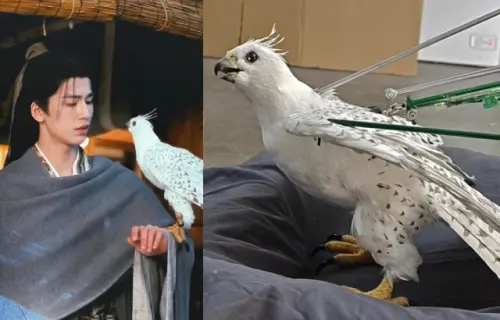 ▲《逐玉》中的傳信鳥隼隼，竟然不是真的，而是仿真特效。（圖／微博@為數學奮鬥的女戰士、連凱IG@andrew_cinemorphsfx）