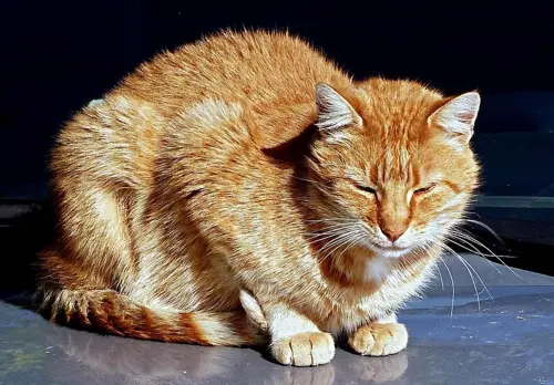 橘貓離家消失7周！暴走64公里找舊主人：為什麼不要我　結局看哭