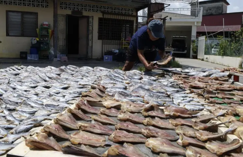 大馬高溫飆升苦民眾　鹹魚業者卻迎產量暴增與品質提升