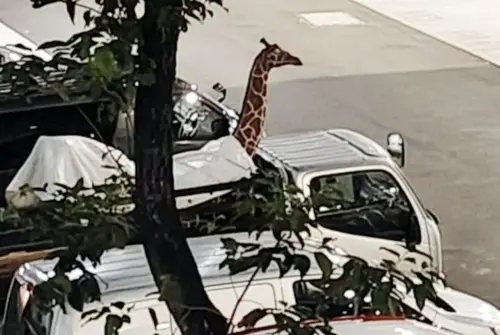 新加坡義順停車場驚見長頸鹿　深夜詭異畫面真相超傻眼