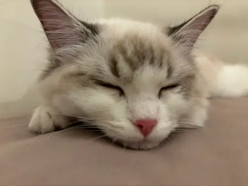 4月4日不只是兒童節！「台灣貓節」邁入30年　節日由來、意義曝光