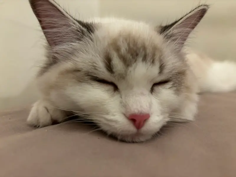 4月4日不只是兒童節！「台灣貓節」邁入30年　節日由來、意義曝光