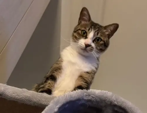 ▲4月4日也被民間視為「世界流浪動物日」，重點在於推廣「以領養代替購買」。（圖／記者張志浩攝）