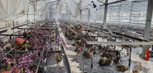 ▲3日清晨5時30分後壁蘭花園區起火，燃燒25平方公尺，約1小時撲滅，無人傷亡但損失約20萬元。（圖／翻攝畫面）