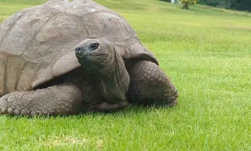 193歲「全球最老陸龜」被傳死訊是假的！還有人藉機騙加密貨幣