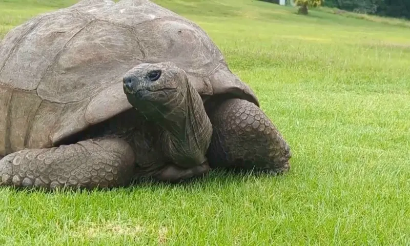 193歲「全球最老陸龜」被傳死訊是假的！還有人藉機騙加密貨幣