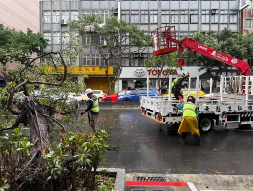 北市路樹突然倒塌！小貨車驚險閃過　後車急煞引發連環車禍