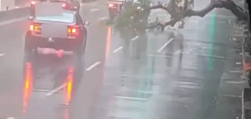 ▲台北大安區基隆路3日早上路旁人行道大樹突然倒塌，前車急煞避險，後方計程車煞車不及追撞，所幸無人受傷，現場一度回堵。（圖／翻攝畫面）