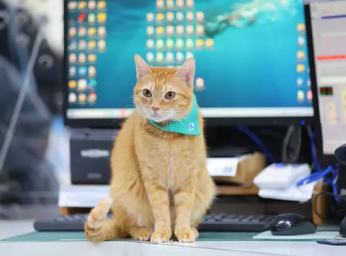 ▲蜜柑生日帶動高雄捷運話題升溫，期間限定貓叫聲設計讓通勤日常變得有趣，民眾甚至來回刷卡只為多聽幾次，真的是迷倒眾生。（圖／翻攝自臉書粉專「高雄捷運蜜柑站長」）