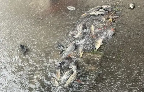 強雨轟炸苗栗釀多處淹水！排水孔被整群吳郭魚塞住　民眾搶救放回