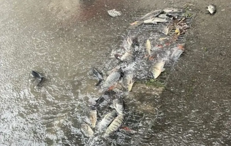 強雨轟炸苗栗釀多處淹水！排水孔被整群吳郭魚塞住　民眾搶救放回