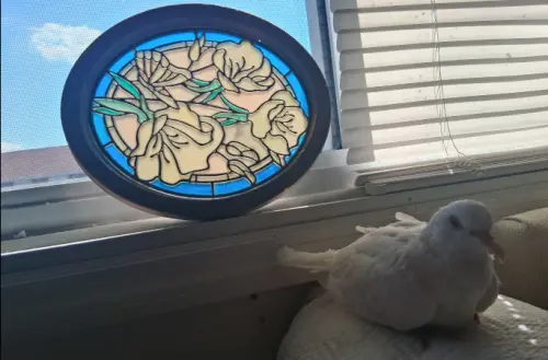 世界最長壽鴿子是牠！44歲「Sugar」愛聽音樂　與飼主有感人約定