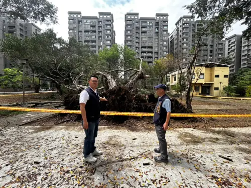 不敵強降雨老榕連根拔　議員籲市府主動健檢綠地