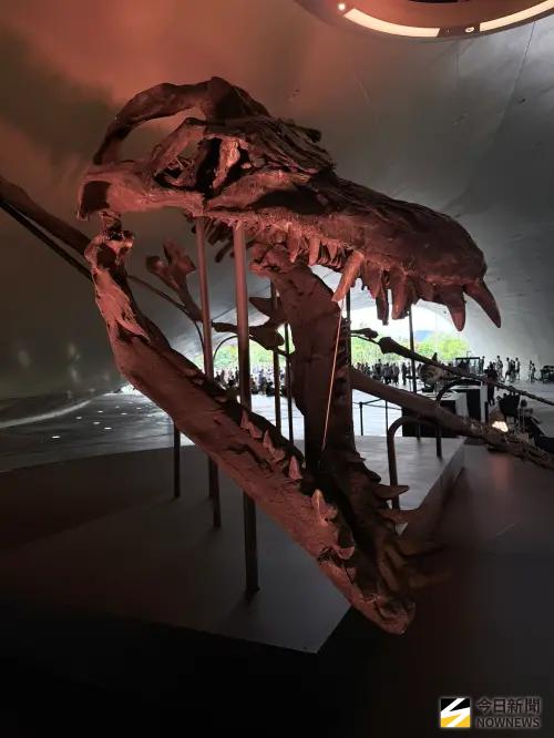 ▲高雄「恐龍酷樂園」展。（圖／記者嚴俊強攝 ,2026.04.06）