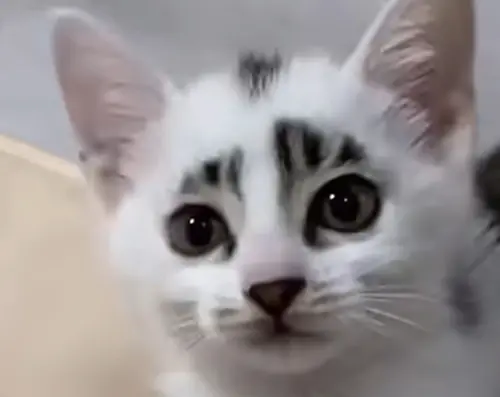 養到高顏值天使奶貓！以為長大一定超美　結局主人崩潰：根本詐騙