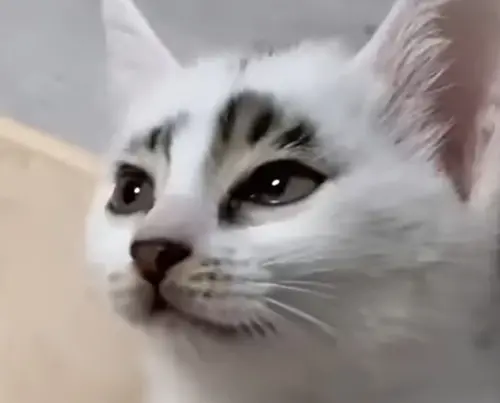 ▲這隻白底虎斑色的小貓天生有一雙水汪大眼，五官臉型精緻呈現無害的氣質，額頭還有對稱的黑色斑塊。（圖／Catherine Ren YouTube）