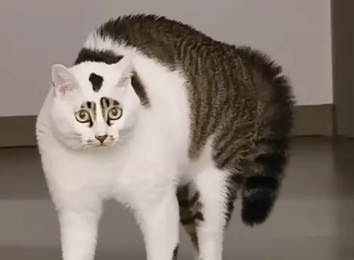 ▲貓咪隨著時間長大後，不只體型變得滾胖，最讓人傻眼的是小時候神仙臉蛋直接消失，尤其是原本對稱的斑塊，竟變化成兩道像逗號的眉毛。（圖／Catherine Ren YouTube）