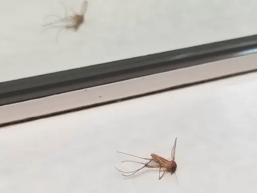 ▲若使用酒精對準蚊子噴灑，可讓讓蚊子難以準確找到目標，甚至掉落無法飛行。（圖／取自photoAC）