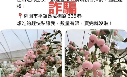 Threads詐騙「粉紅藍莓」一堆中招！她逃過遭假帳反嗆：算你好運