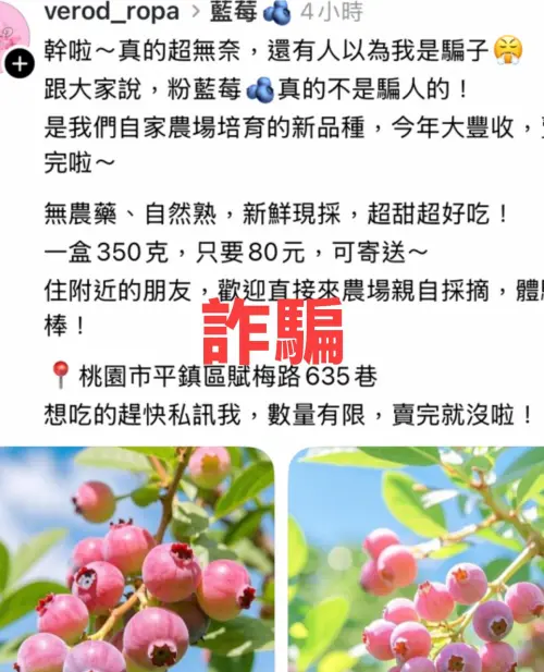 ▲一款標榜低價的「粉紅藍莓」在Threads上瘋傳，實際上該商品並不存在，業者也已出面澄清遭冒用。（圖／臉書粉專「藍莓果果 在欉熟鮮採藍莓」）
