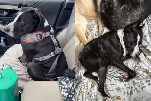 「真實版大頭狗」罹罕病！收容所等3年缺愛　她領養驚喜：太神奇