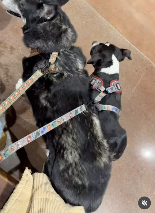 ▲咪莉梅（右）幾年前被送進動物救援機構，儘管外型討喜又吸睛，卻遲遲沒有遇到合適的主人，整整等待了三年，才終於迎來第一份收養申請。（圖／翻攝自IG@packofpaws.mn）