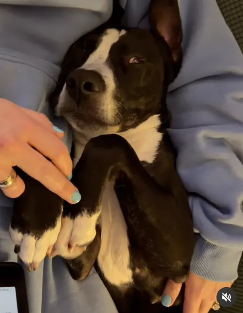 ▲咪莉梅不只喜歡跳躍、爬山健行，還特別熱愛在雪地奔跑，個性活潑又行動力十足。（圖／翻攝自IG@packofpaws.mn）