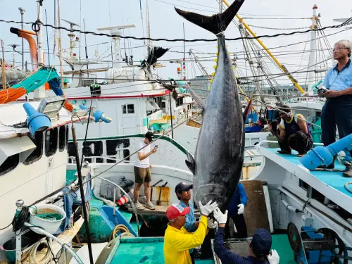 東港「富漁慶2號」第一鮪報到　4/8進行拍賣