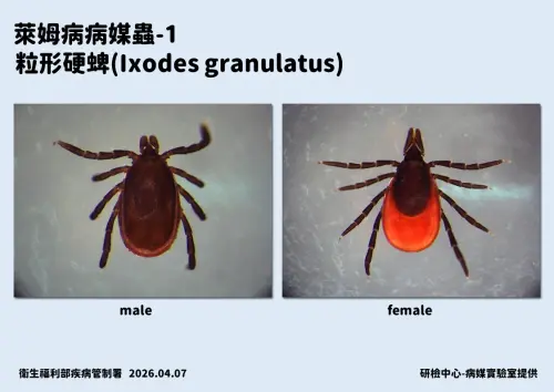 ▲萊姆病病原蟲。（圖／疾管署提供）