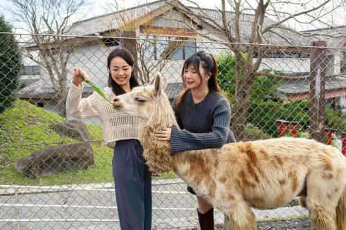 最美親子飯店優惠！宜蘭綠舞1泊2食2000元有找　送水豚、羊駝互動