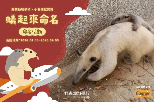 幫子瑜圓夢！動物園食蟻獸命名活動　粉絲提名「周子蟻」成第一