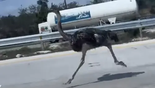 鴕鳥出逃誤闖高速公路狂奔10公里　好心民眾攔截平安送回