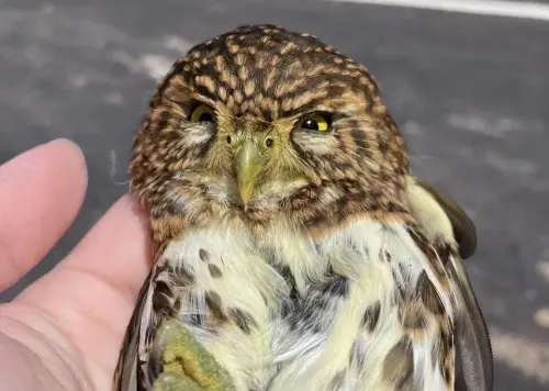 ▲有民眾在新北市三芝區貝殼廟附近臨時停車，意外在車頂發現台灣體型最小的貓頭鷹「鵂鶹」。（圖／新北市政府動物保護防疫處提供）