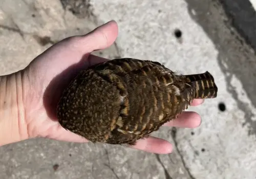 ▲鵂鶹不只是台灣保育類動物，也是台灣體型最小的貓頭鷹，體型大約只有一個拳頭大小。（圖／新北市政府動物保護防疫處提供）