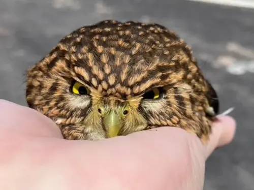 車頂突冒出「憤怒鳥」太呆萌！一查身分超稀有：台灣最迷你貓頭鷹