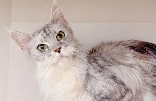 桃園救出34隻品種貓！10隻緬因貓4/10開放認養　貓咪外貌一次看