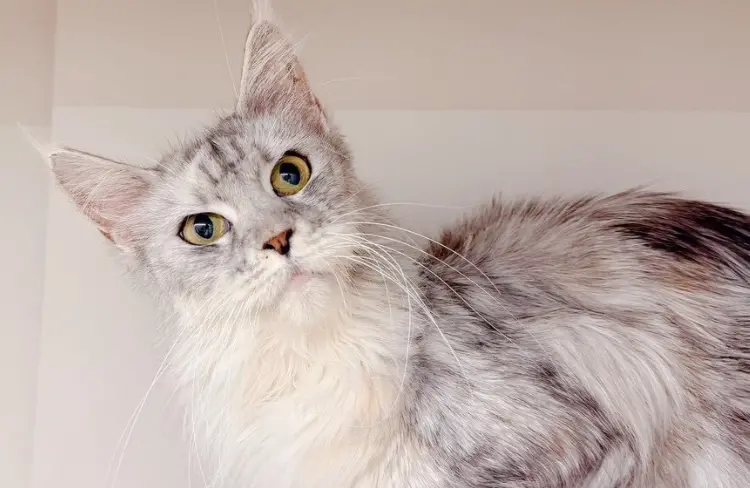 ▲桃園中壢一處非法繁殖場所被查獲，成功救出34隻健康狀況不佳的緬因貓，4月起開放認養。（圖／動物保護資訊網）