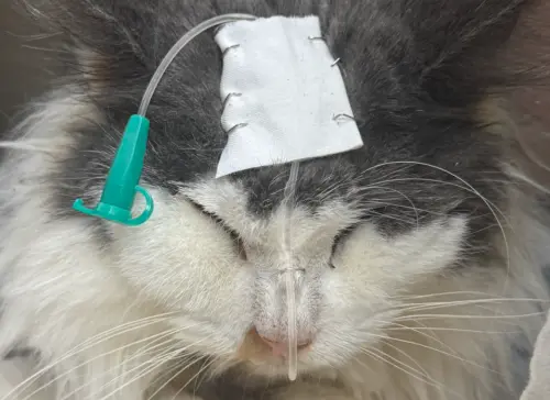 ▲桃園動保處在中壢區查緝一處非法養殖場，成功救出34隻健康狀況不佳之緬因貓。（圖／動物保護資訊網）