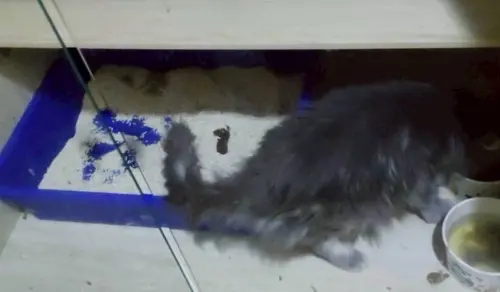 ▲非法繁殖場環境衛生條件極為惡劣，貓隻長期處於排泄物堆積之環境中，部分個體毛髮嚴重糾結成塊，甚至影響基本活動能力。（圖／動物保護資訊網）