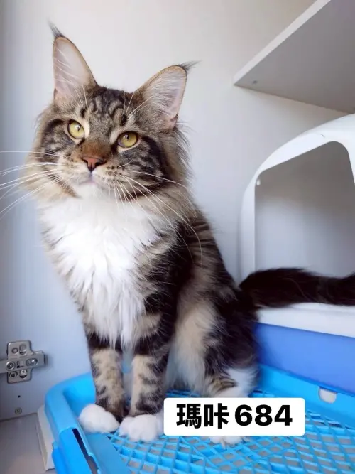 ▲4月10日開放認養緬因貓外觀與名字。（圖／桃園市動物保護教育園區）