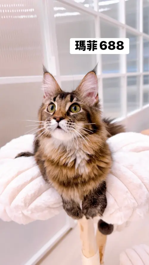 ▲4月10日開放認養緬因貓外觀與名字。（圖／桃園市動物保護教育園區）