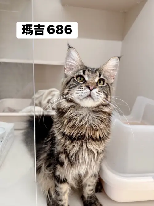 ▲4月10日開放認養緬因貓外觀與名字。（圖／桃園市動物保護教育園區）