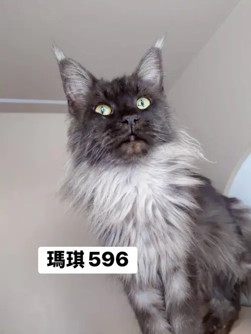 ▲4月10日開放認養緬因貓外觀與名字。（圖／桃園市動物保護教育園區）