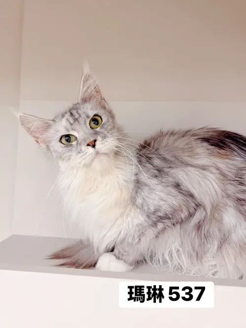 ▲4月10日開放認養緬因貓外觀與名字。（圖／桃園市動物保護教育園區）