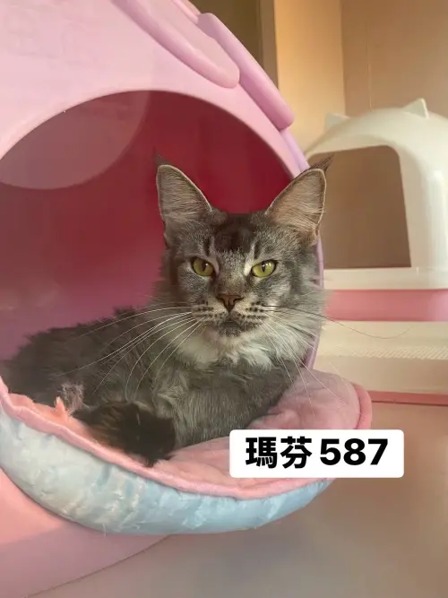 ▲4月10日開放認養緬因貓外觀與名字。（圖／桃園市動物保護教育園區）