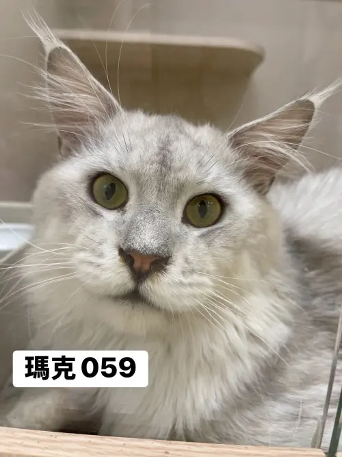 ▲4月10日開放認養緬因貓外觀與名字。（圖／桃園市動物保護教育園區）