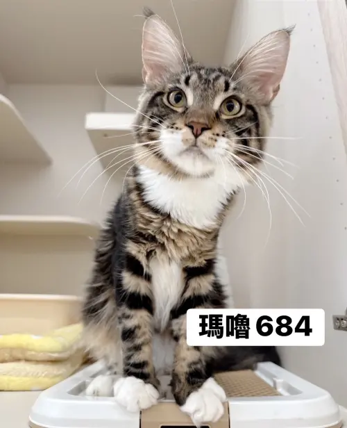 ▲4月10日開放認養緬因貓外觀與名字。（圖／桃園市動物保護教育園區）