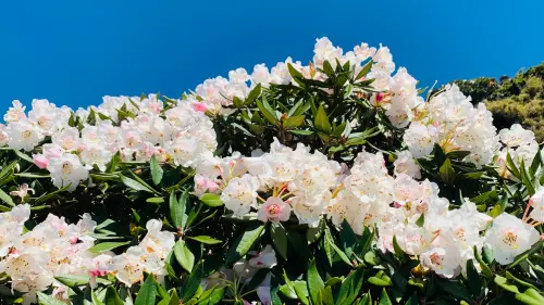 春遊合歡山請注意！高山杜鵑花季絕美登場　本周起假日高乘載管制