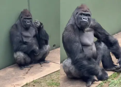 全球最帥猩猩有接班人！日本動物園又出明星　園方卻有些擔憂